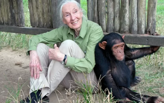 Jane Goodall, la primatóloga británica que cambió para siempre nuestra comprensión de lo que significa ser humano, falleció este miércoles a los 91 años.