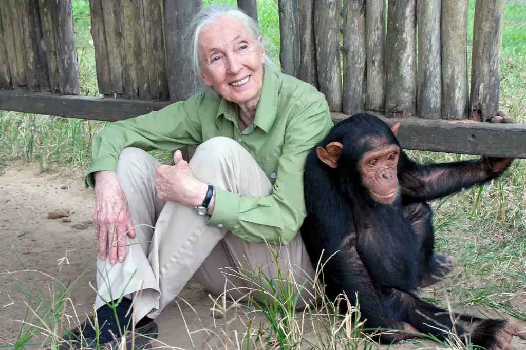 Jane Goodall, la primatóloga británica que cambió para siempre nuestra comprensión de lo que significa ser humano, falleció este miércoles a los 91 años.