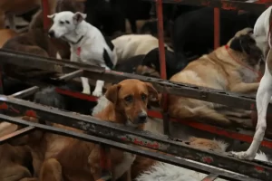 Confirman maltrato en Refugio Franciscano; CDMX anuncia regulación de albergues y rescate de animales.