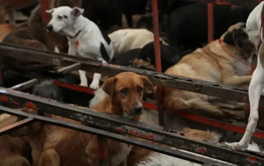 Confirman maltrato en Refugio Franciscano; CDMX anuncia regulación de albergues y rescate de animales.