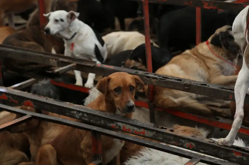Confirman maltrato en Refugio Franciscano; CDMX anuncia regulación de albergues y rescate de animales.